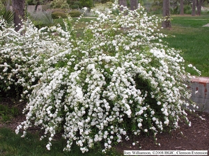 Compact Garland Spirea